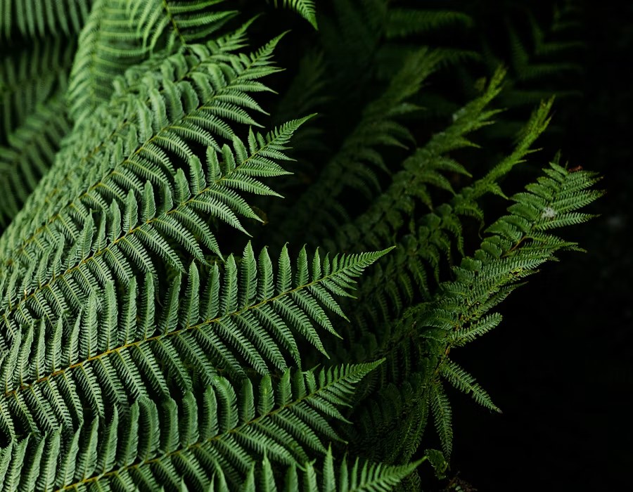 Close-up of native fern fronds, representing growth and self-correction